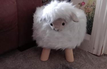 Little Dorrit Studio flat Rochester ME1 1XZ - Photo 20