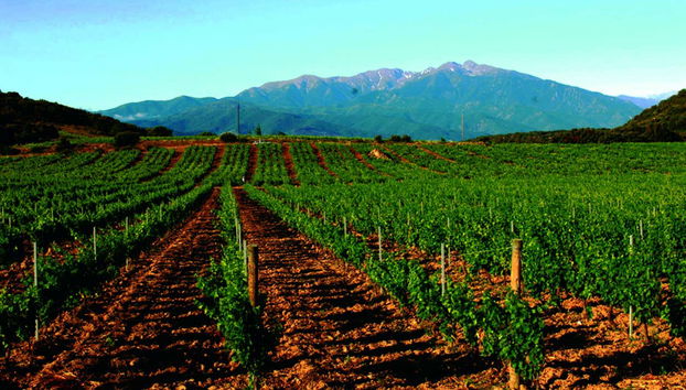 Viñedos de Bélesta