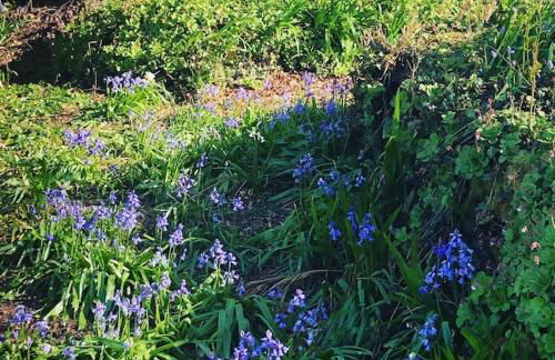 Bramble Cottage on the edge of Exmoor - Foto 34