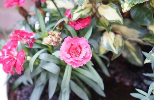 The Blue house on the wall - Foto 19