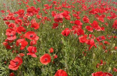 Stajnia Tarnowo Pałuckie - Foto 23