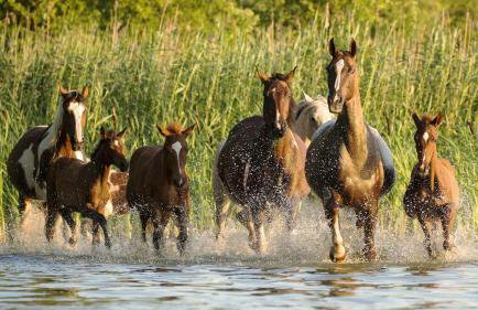 Sasek Mały # Pensjonat # Jazdy Konne - Foto 8