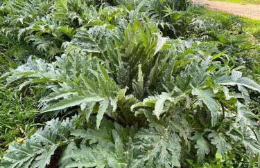 Casale Kintsugi - Foto 53