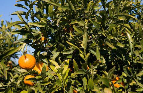 Azienda Agrituristica Baglio Carta - Foto 39