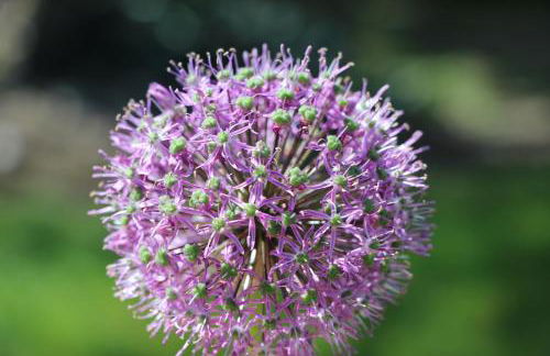 Gite 4* L'Orée des Fleurs - Photo 24