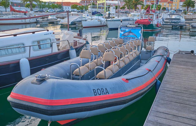 Sado Estuary Dolphin Watching - Foto 5