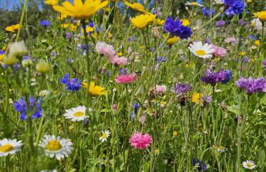 The Woodland Lodge - Wood Fired Hot Tub and Firepit - Foto 32