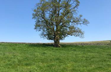 Elishaw Farm Holiday Cottages - Foto 36