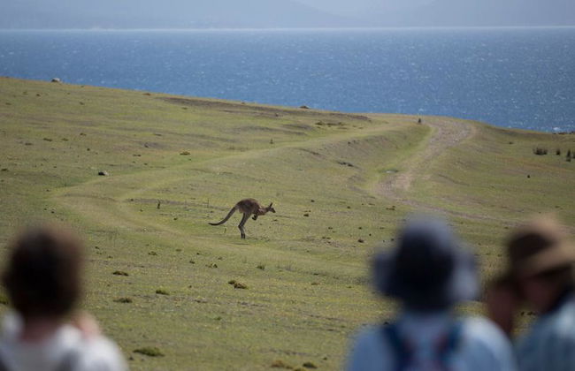 Maria Island National Park Tour - Foto 1