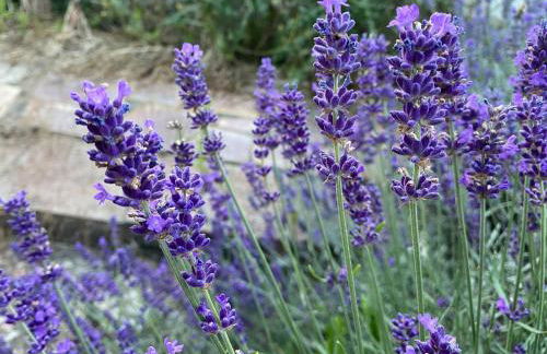 Zwischen Mosel und Weinbergen - Foto 29