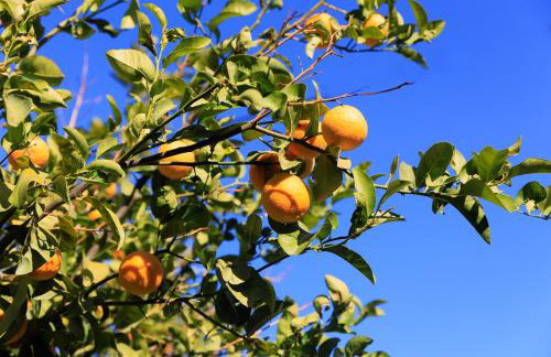 Harmony Country House - Foto 13