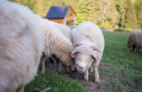 HillOut - Domek w Milówce - Workation - Praca zdalna - Foto 80