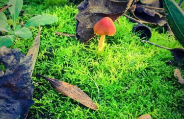 Golden Stone Beach Retreat - Foto 35