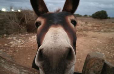 Agroturismo Matxani Gran - Foto 13