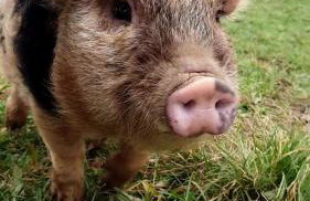 Yetland Farm Holiday Cottages - Foto 25