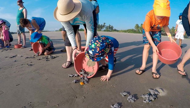 Turtle release in Zihuatanejo