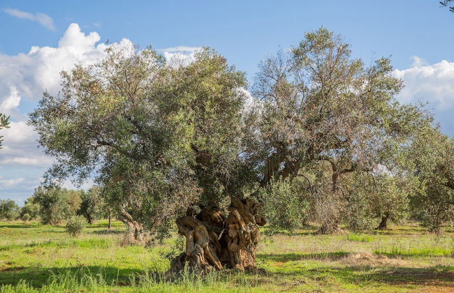 Azienda Agricola Spirdo - Foto 24