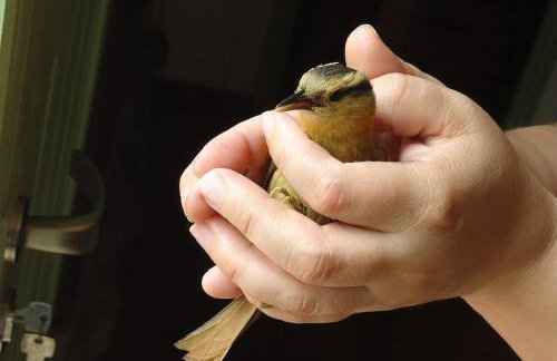 Alugo minha casa na floresta! - Foto 29