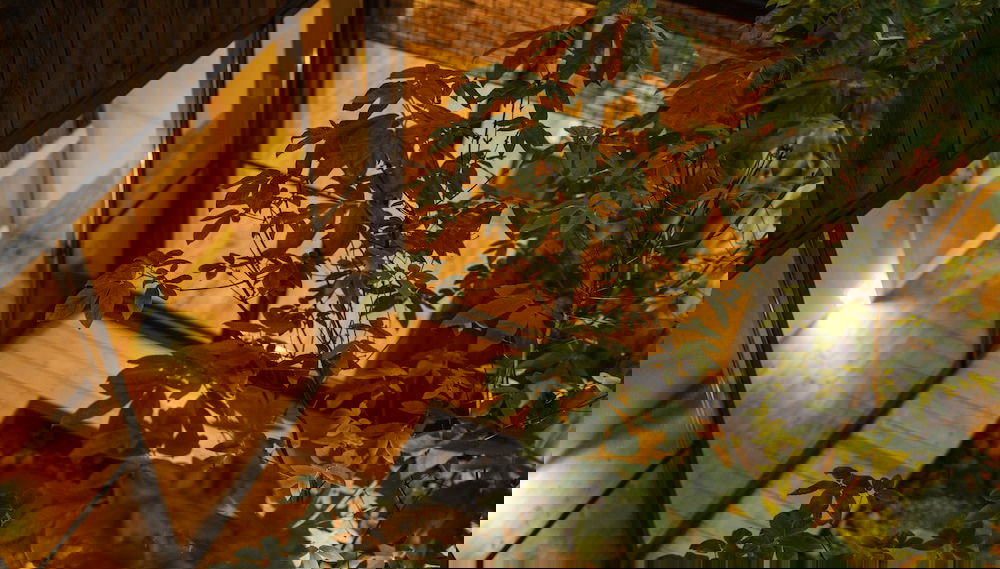 hisashi - Foto 1, Imagen principal