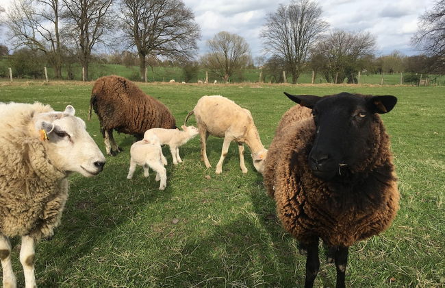 Country House Au Ballet des Hirondelles - Foto 42