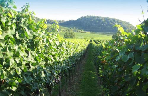 Holiday Apartment Monet in Oberrotweil - Foto 70