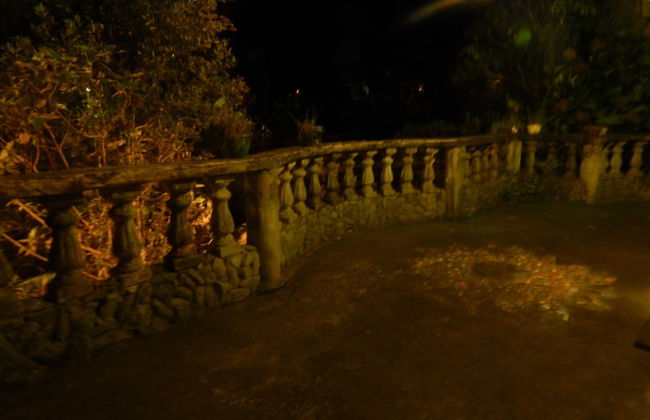 Dogs and Fish Dream Land - Foto 42