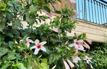 Άρπυια - Foto 9