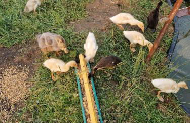 Tiny Bauernhof Plau - Foto 28