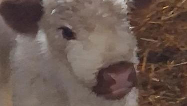 Ferienwohnung Elisa - Foto 2