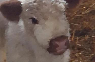 Ferienwohnung Elisa - Foto 2