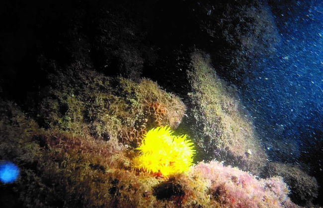 Immersione serale a Ilhabela - Foto 7