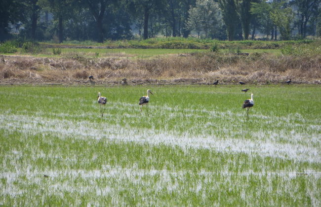 Agriturismo Le Risaie - Photo 44