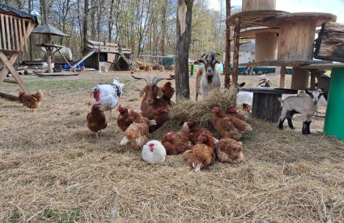 Pension Ronnys wilde Wiese - Foto 33