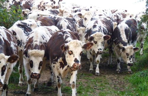 Gite de la Huberderie - Foto 25