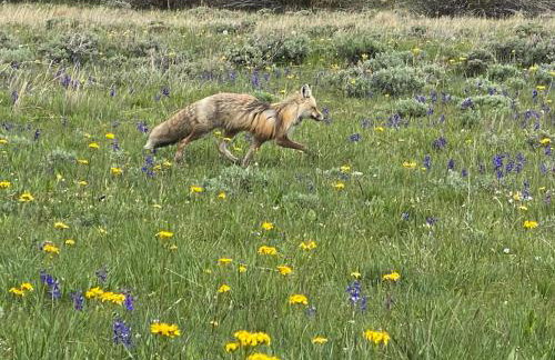 Whistle Pig Retreat at 22 West Cabins and Recreation - Foto 40