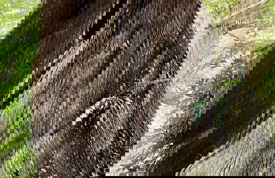 Sahom Valley Resort - Agro & Eco - Foto 35