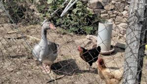 Gîte des oliviers - Foto 5