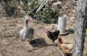 Gîte des oliviers - Foto 5