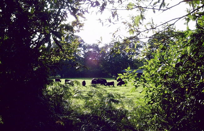 Spacious Apartment With Garden - Foto 13