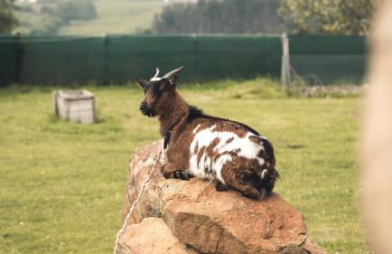 Ak-55 Rural House - Foto 49