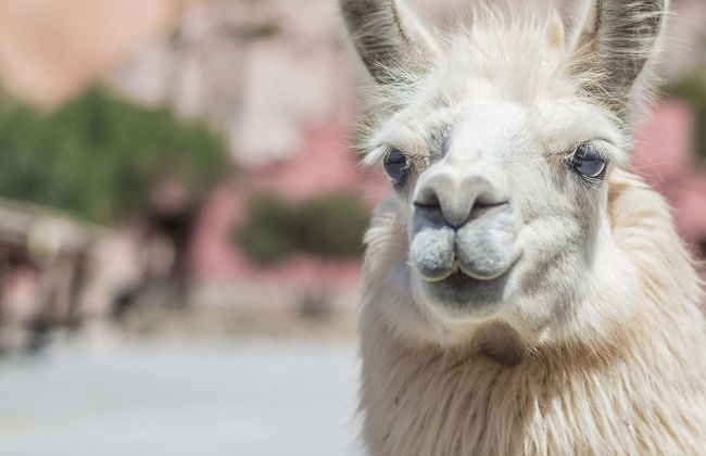 Hike with Llamas in Purmamarca - Photo 1