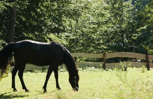 Holiday Home in Walscheid mit Terrasse- Grill by Interhome - Foto 69