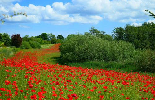 Ferienwohnung Hafenblick Ferienhof Geltinger Bucht - Foto 14
