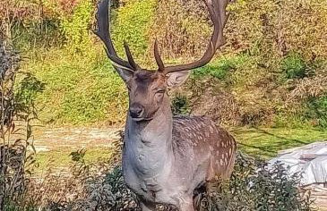 Siedlisko Sielska Dolina Nad Stawem luksusowy domek całoroczny z klimatyzacją - Foto 22