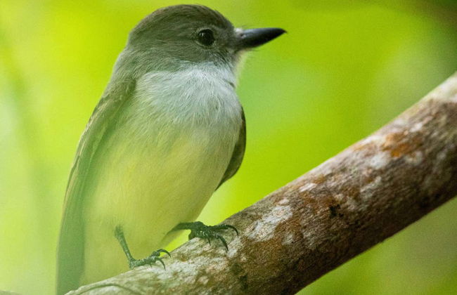 Birdwatching a Castries Waterworks - Foto 8