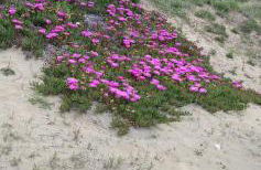 Villa Ermes - Foto 27