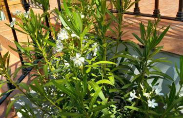 The Villarosa - Photo 1