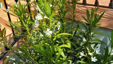 The Villarosa - Foto 1, Garden