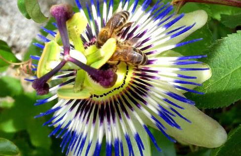 Linhal das Meias - São José das Matas - Foto 32