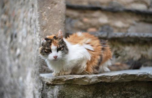 Workation Castle - Casa Tremezzo - Foto 33